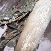 peeled-bark