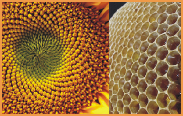 sunflower | honeycomb